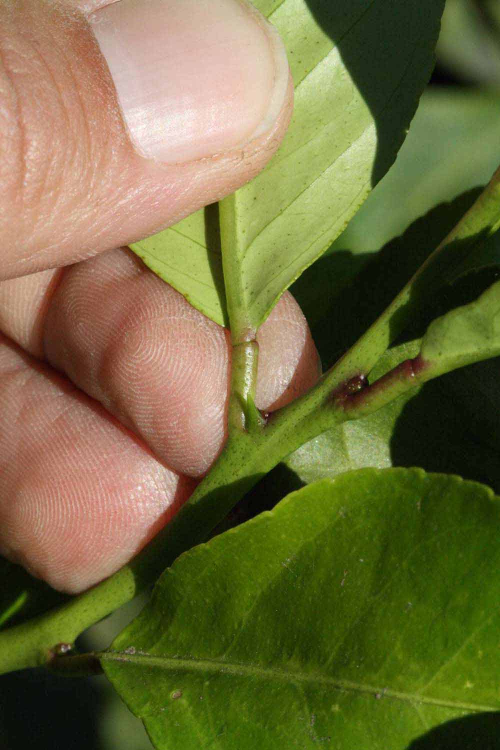              Petiole (Riverside, CA)       